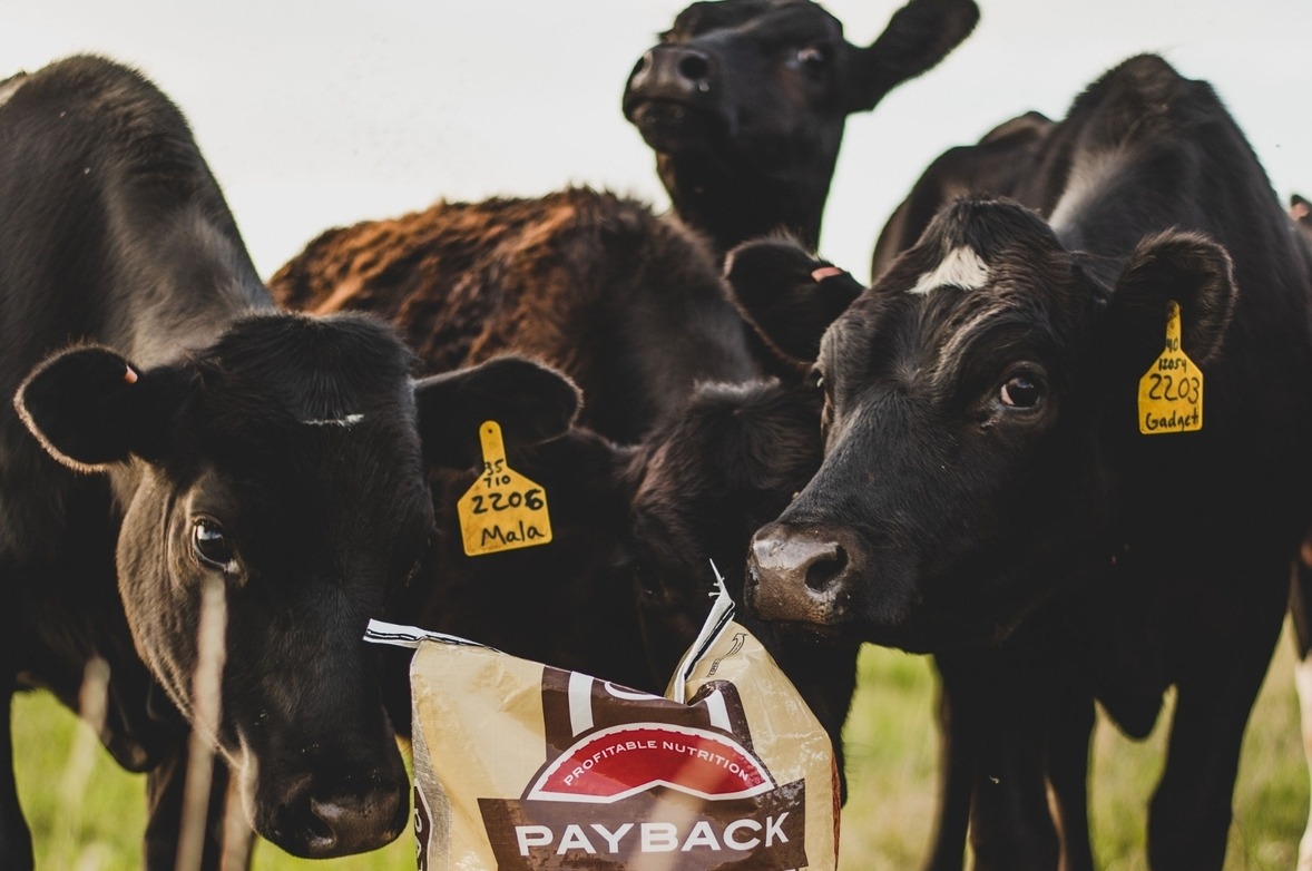 Cattle around a feed bag