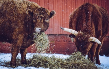 Two cows eating hay in the snow