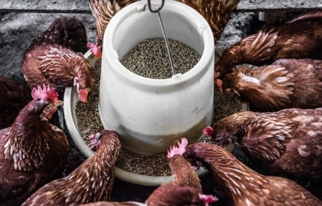 Chickens crowding a feed bin